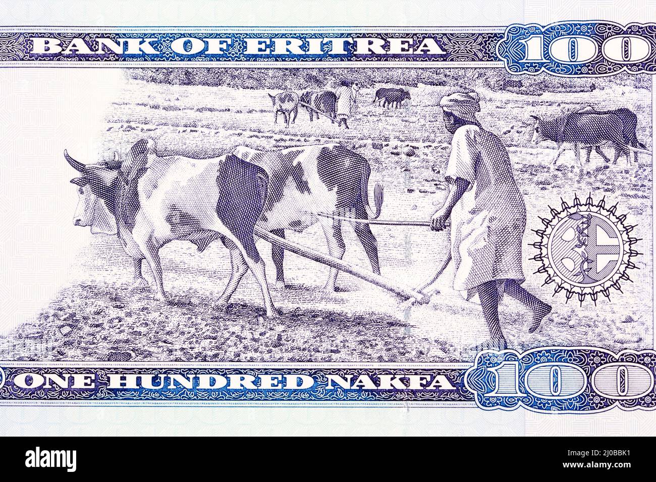 Bauern pflügen mit Ochsen aus Eritrea Geld - nakfa Stockfoto
