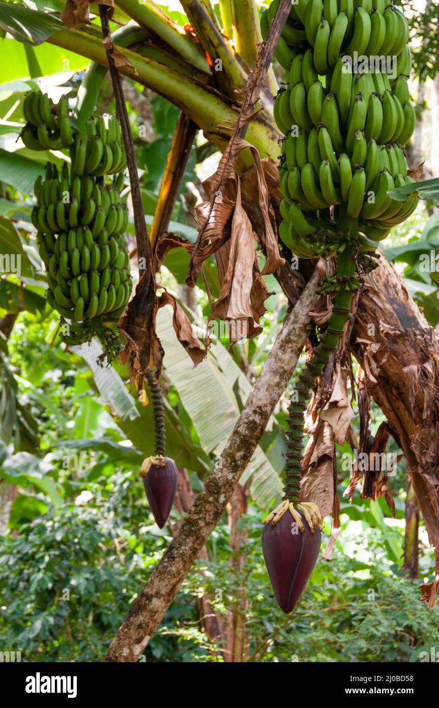 Cluster von Bananen und Bananen Herzen hängen vom Baum Stockfoto