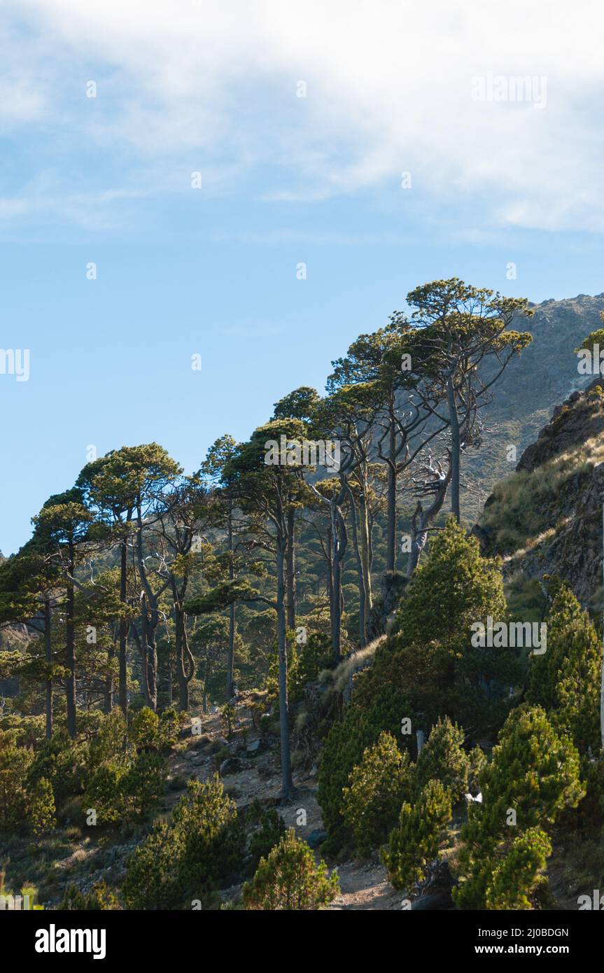 Sehr große und dünne Bäume am Hang des größten Berg Tajamulco in Guatemala Stockfoto