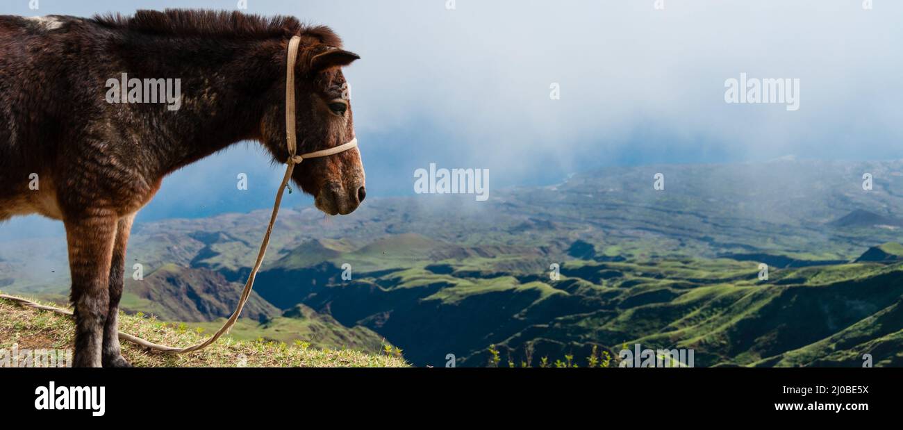 Nahaufnahme Esel seitlich auf dem Berg über den Wolken der kapverdischen Insel stehend Stockfoto