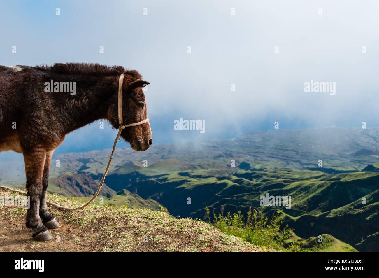 Nahaufnahme Esel seitlich auf dem Berg über den Wolken der kapverdischen Insel stehend Stockfoto