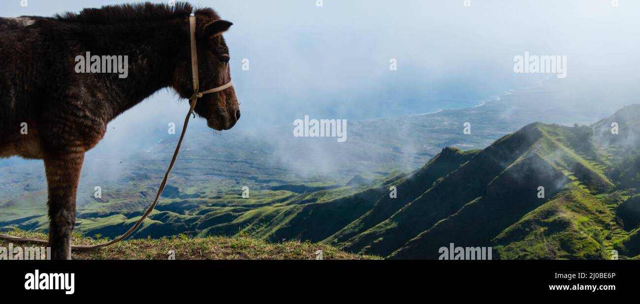 Nahaufnahme Esel seitlich auf dem Berg über den Wolken der kapverdischen Insel stehend Stockfoto