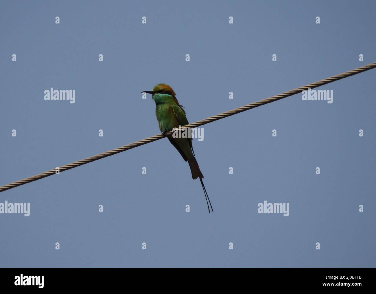 Sperling sitzt auf einem elektrischen Kabel Stockfoto