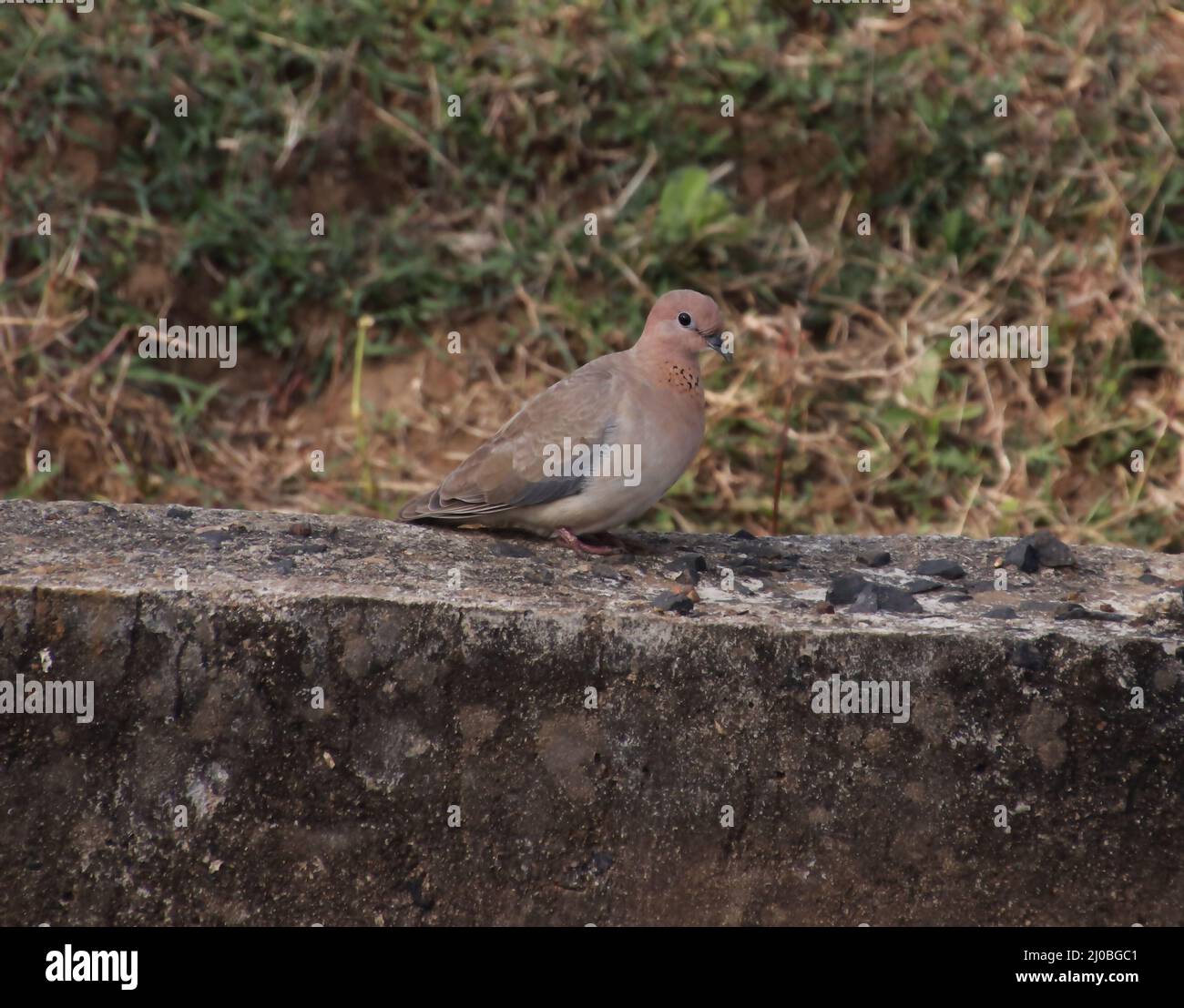 Vogelgesitting Stockfoto