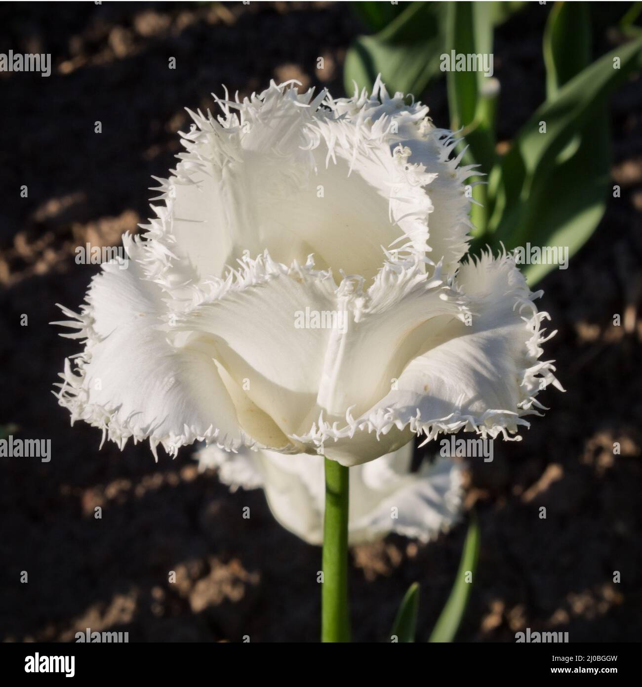 Weiße Tulpe mit gefimmelten Kanten in Nahaufnahme Stockfoto