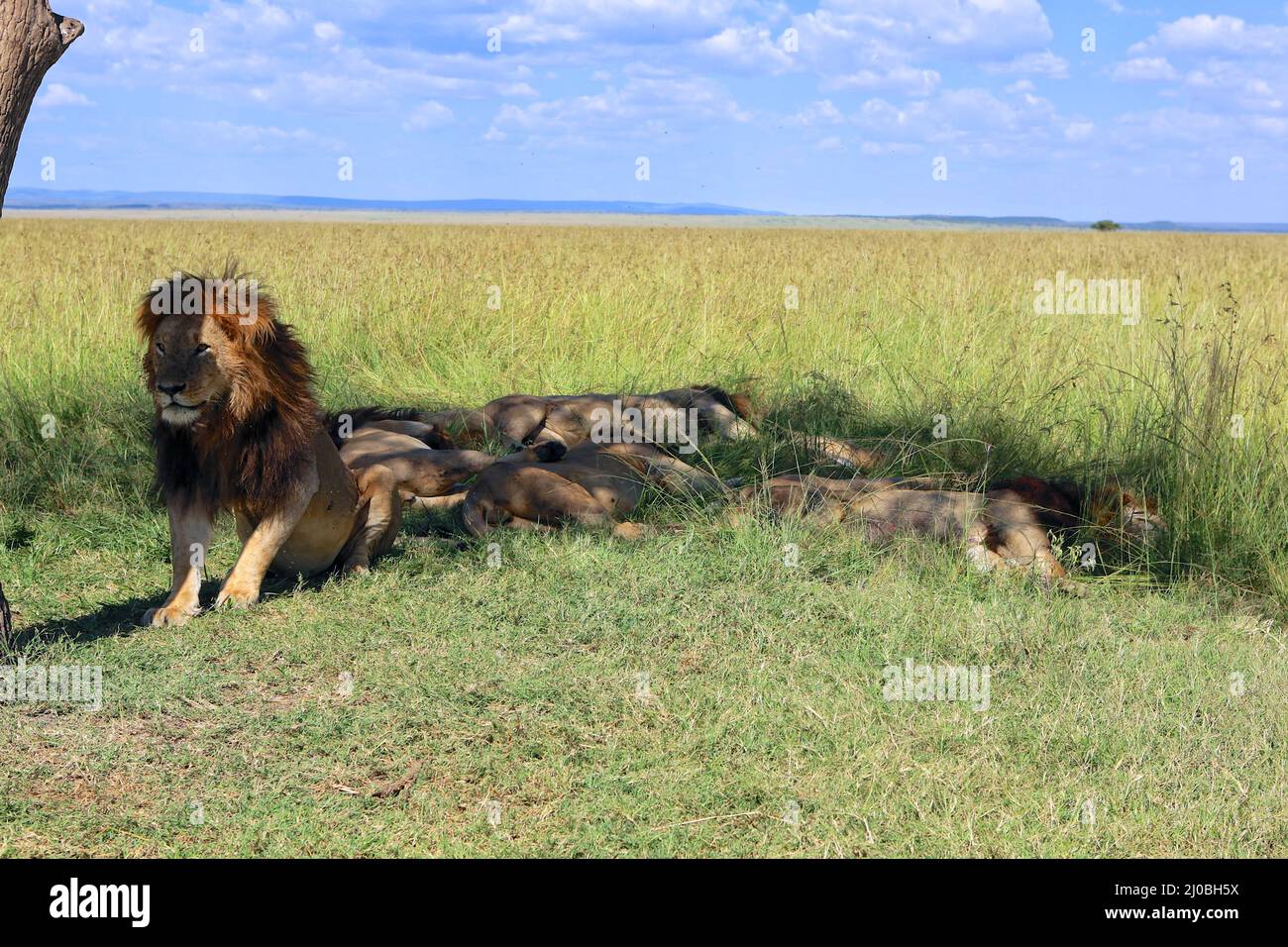Stolz auf den männlichen Löwen, der im masai mara Nationalpark ruht Stockfoto
