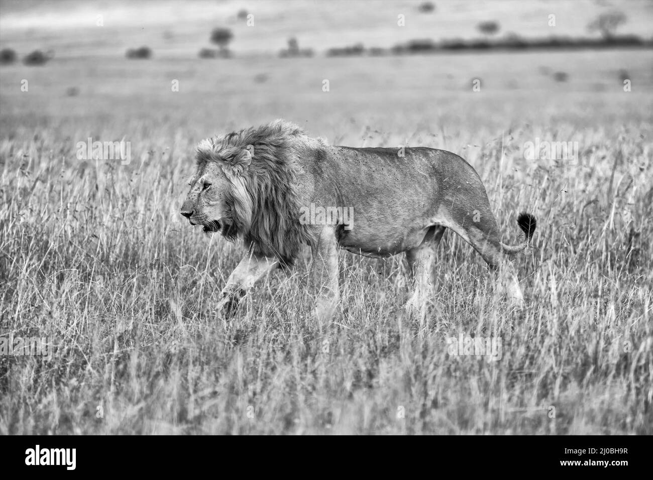 Schöner Löwe im Busch im masai mara Nationalpark kenia (schwarz-weiß) Stockfoto