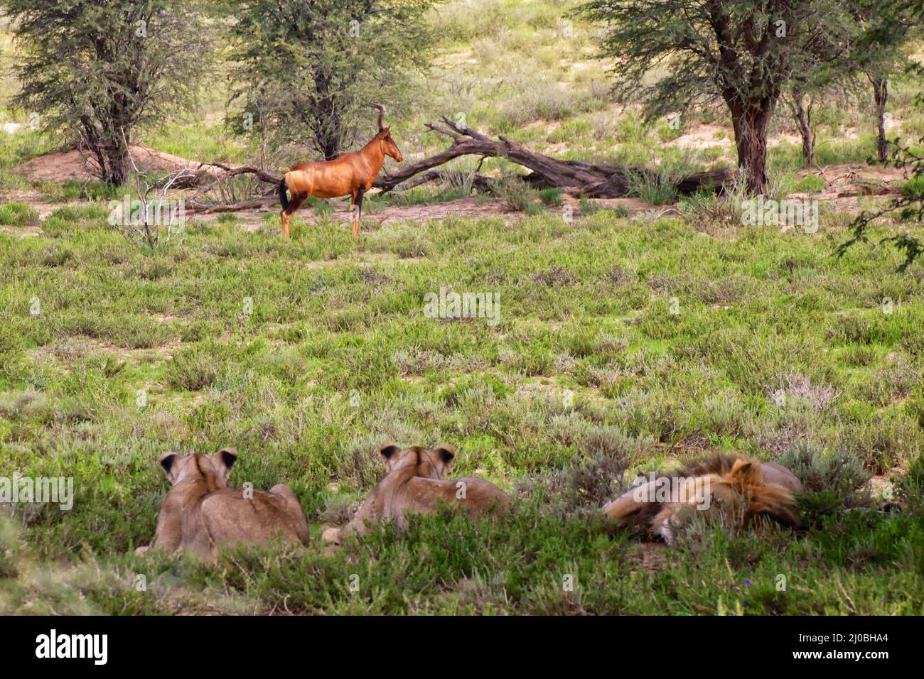 Löwen betrachten eine Hartebeste am kgalagadi Grenzübergangspark Südafrika Stockfoto