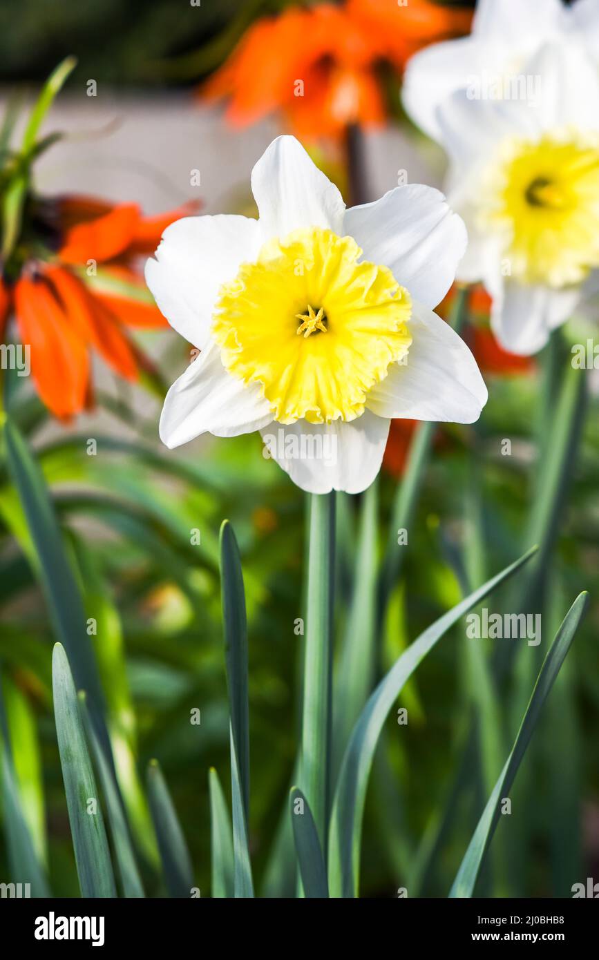 Weiß-gelb blühende Narzissen im Garten. Stockfoto