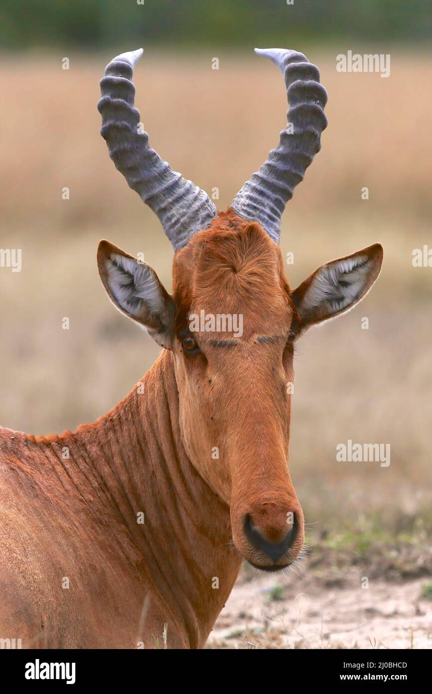 Porträt einer Hartebeste im masai mara Nationalpark Stockfoto