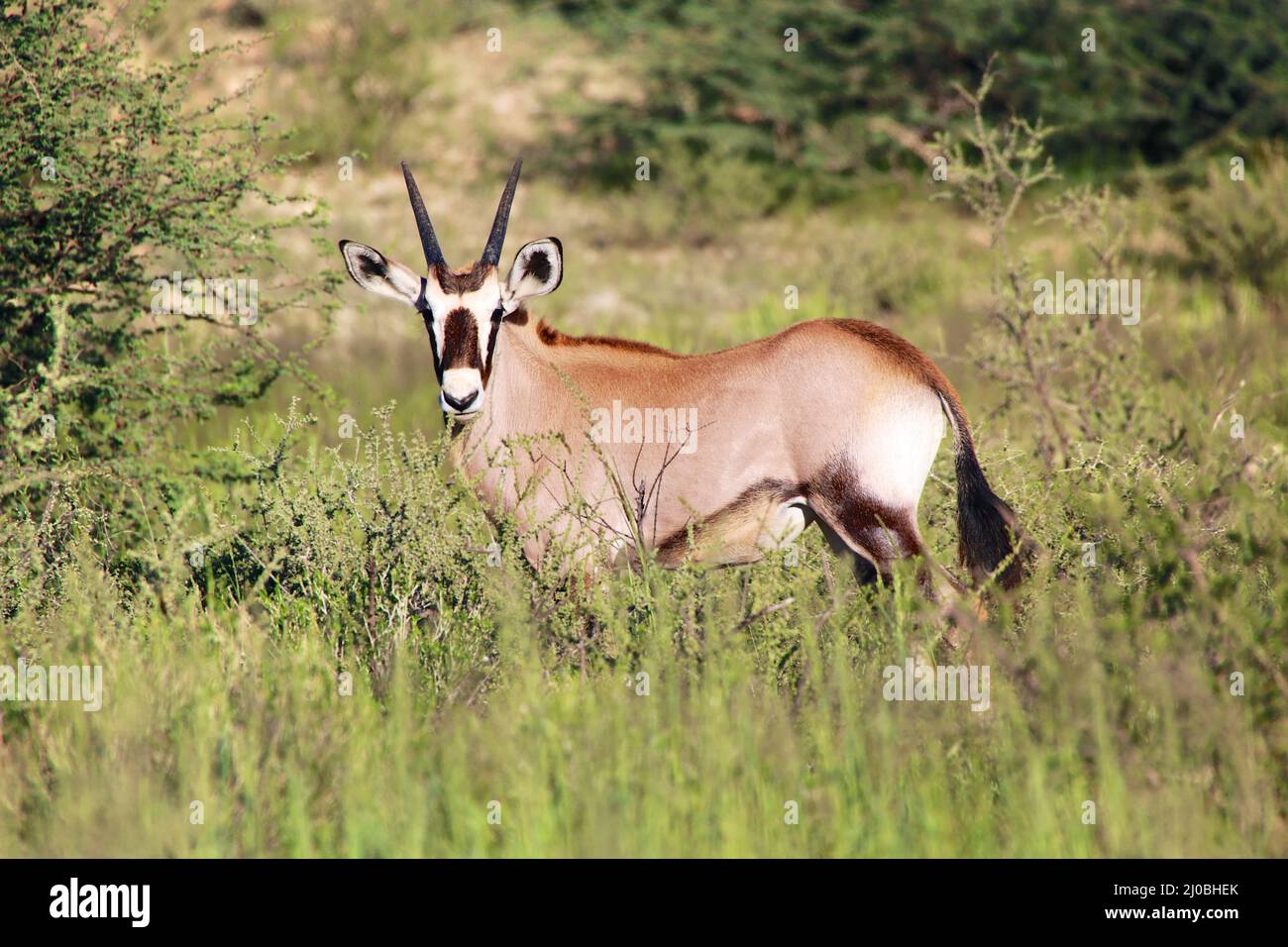 Oryx-Kalb im Busch im kgalagadi-Grenzpark Südafrika Stockfoto