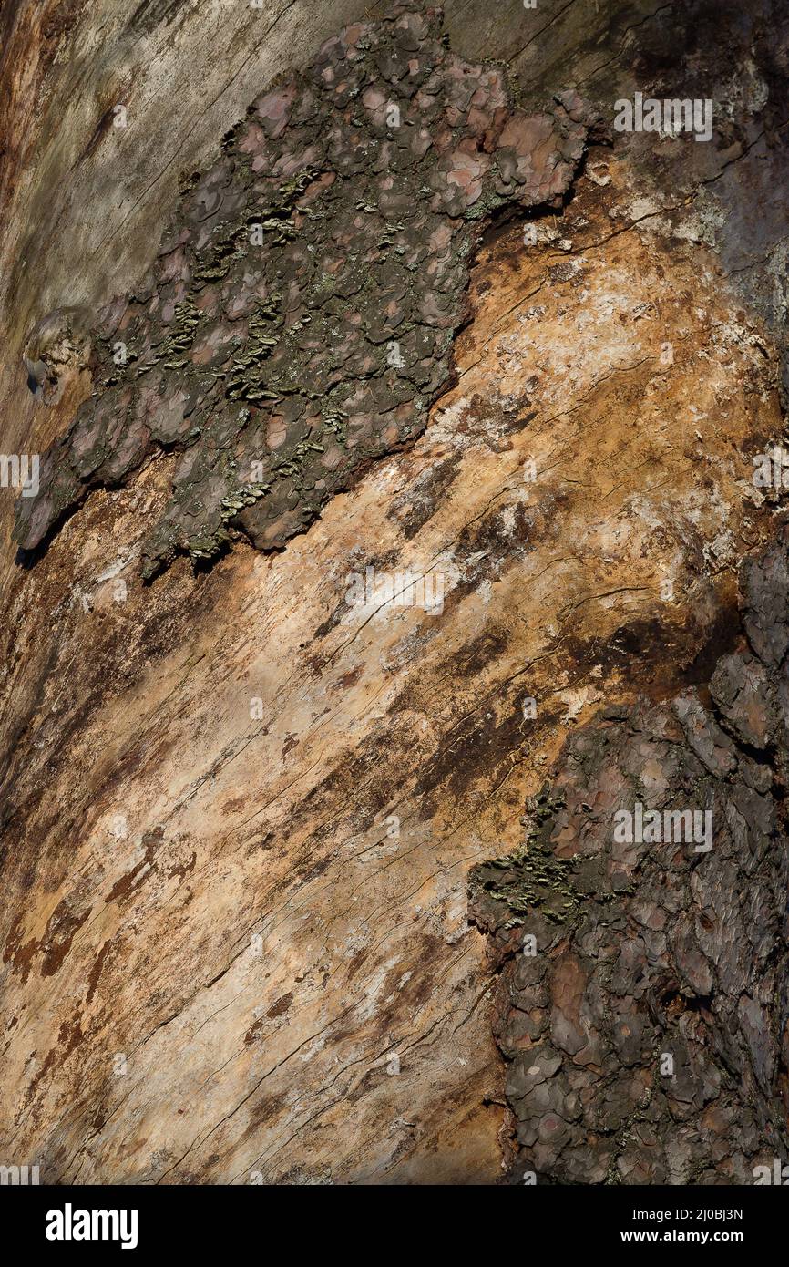 Hintergrund Kiefer Stamm mit Resten von Rinde Nahaufnahme Stockfoto