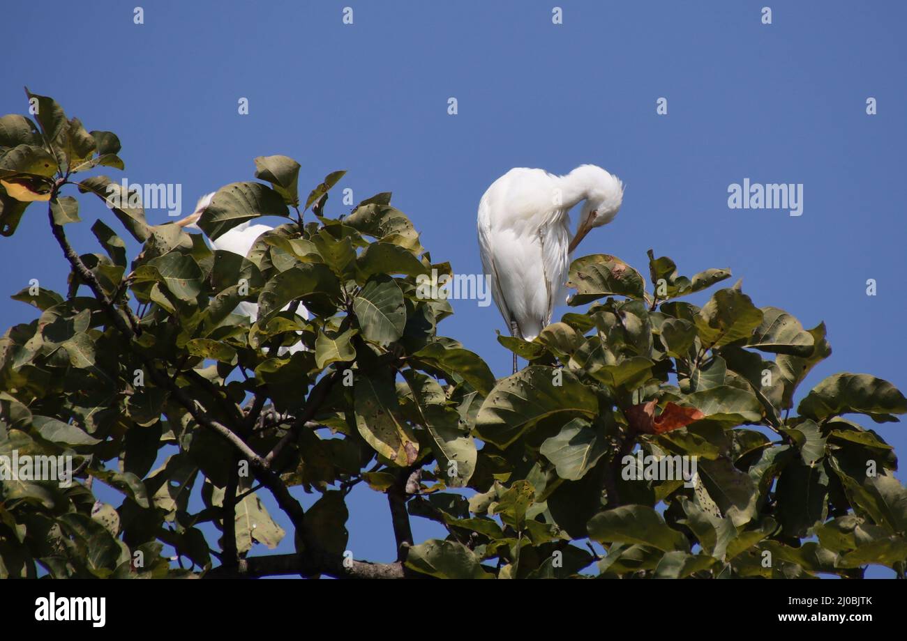 reiher auf einem Ast sitzend Stockfoto