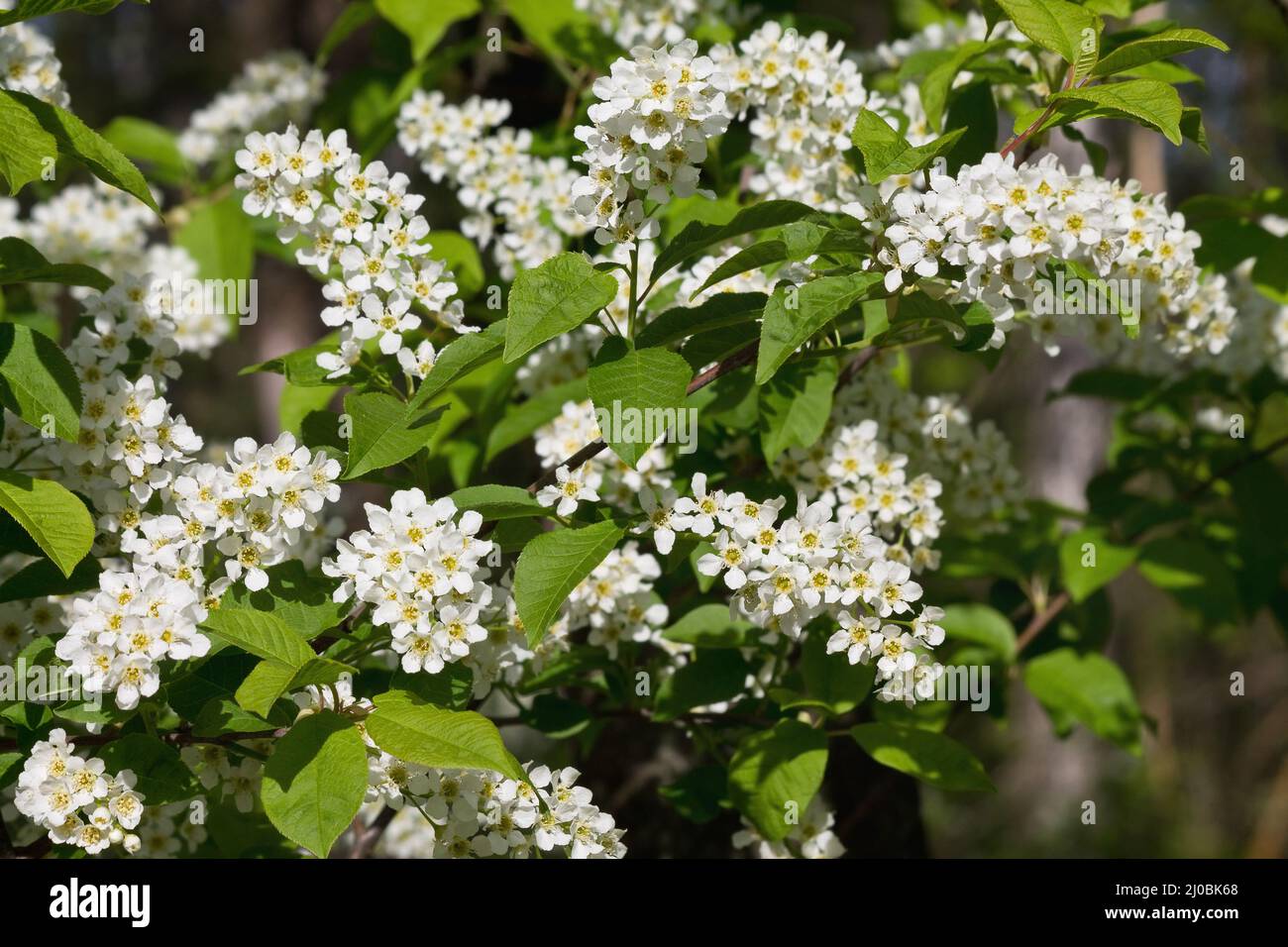 Vogelkirschbusch blüht mit weißen Blüten in der Nähe Stockfoto