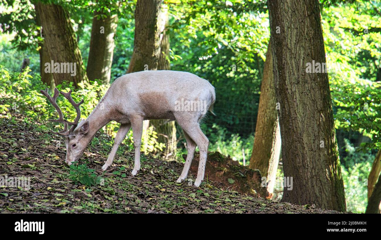 Weißschwanzhirsche isoliert in einem Laubwald. Tierfoto des Säugetiers. Der Hirsch füttert. Stockfoto