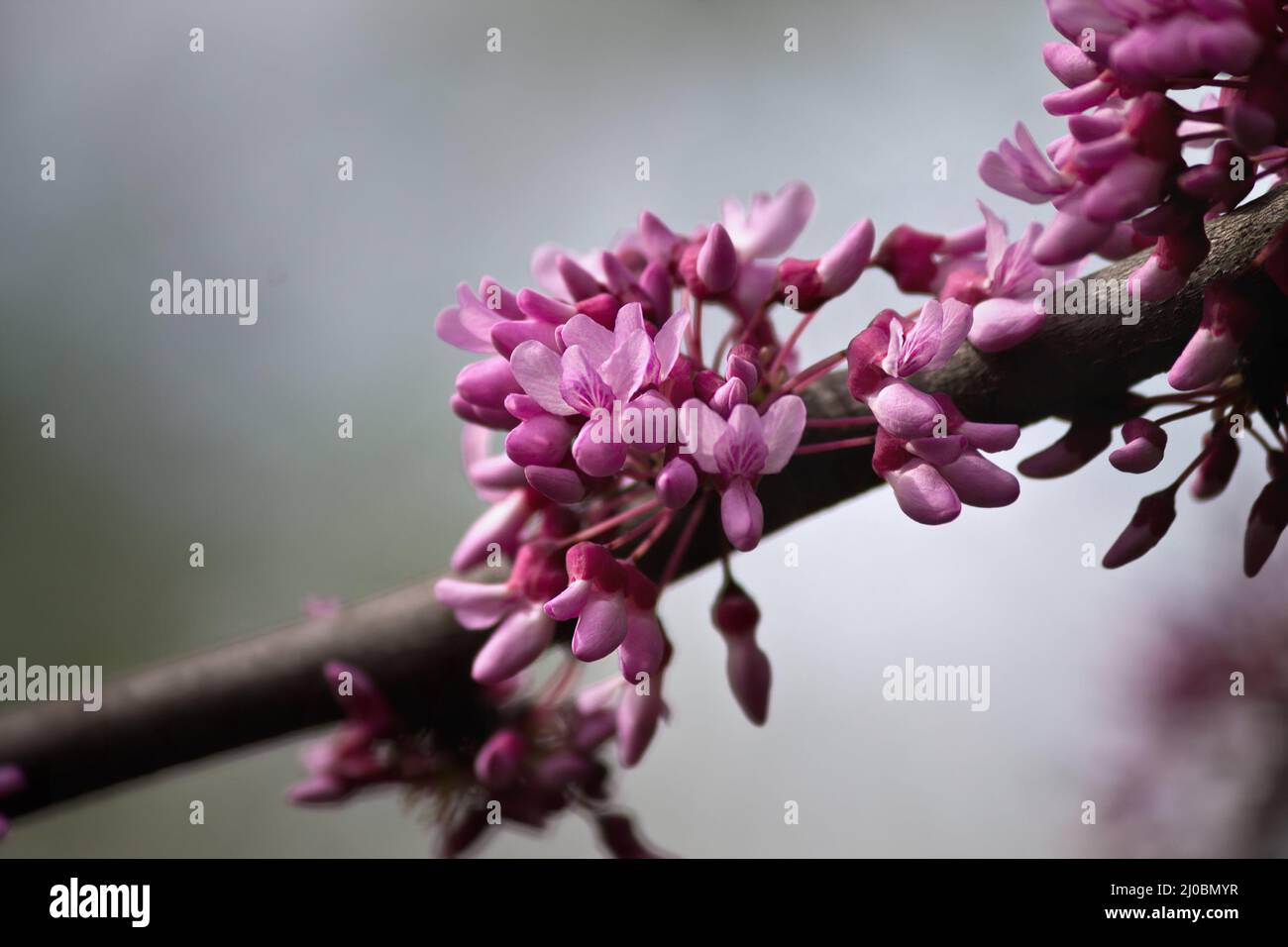 Verschwommener Hintergrund mit einem Ast eines Tsertsis-Baumes mit rosa Blüten Stockfoto