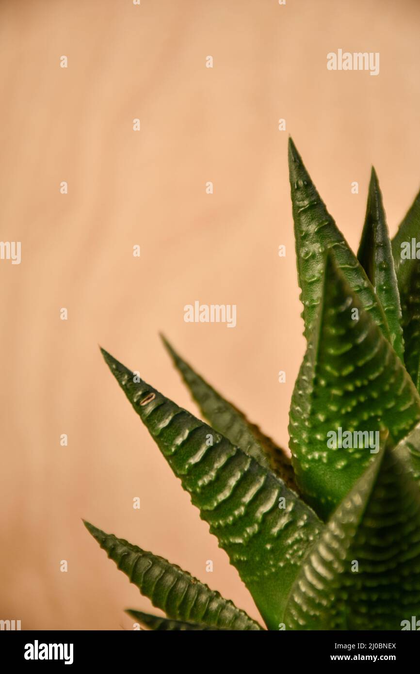 Tapete einer Nahaufnahme einer grünen Haworthia limifolia Pflanze im Innenbereich mit Holz im Hintergrund Stockfoto