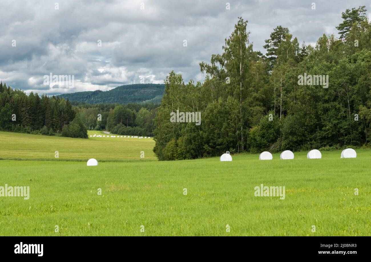 Blick über die schwedische Landschaft rund um Segersta mit landwirtschaftlichen Feldern, Bäumen, Gras und Weizenfeldern, Segersta, Schweden Stockfoto