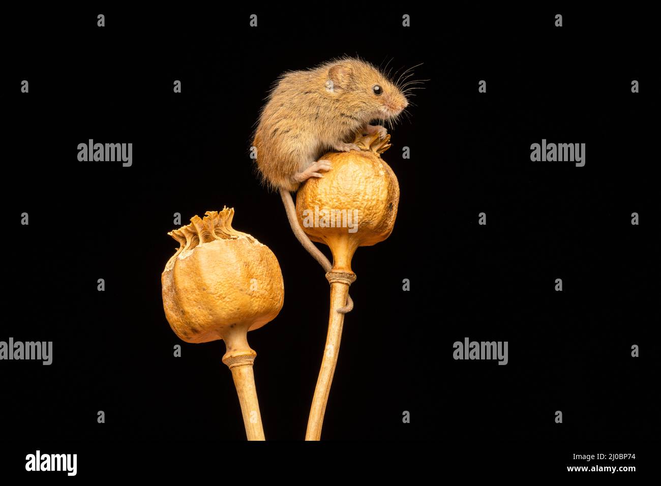 Eine weibliche Harvest Mouse (Micromys minutus), die auf den getrockneten Samenköpfen eines Mohns sitzt Stockfoto