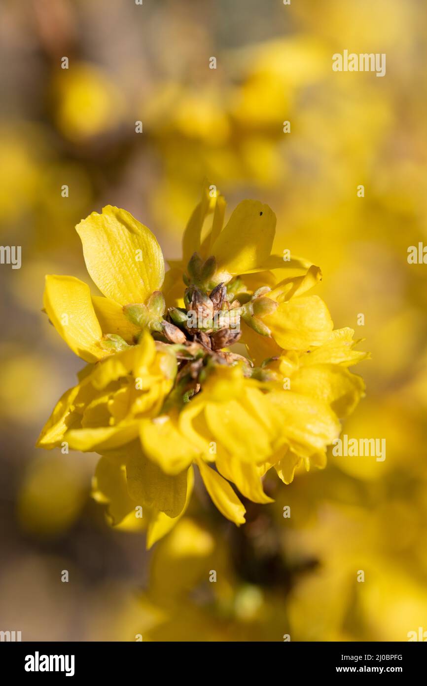 Nahaufnahme von blühenden gelben Blüten einer Laburnum-Pflanze. Goldener Regen Stockfoto