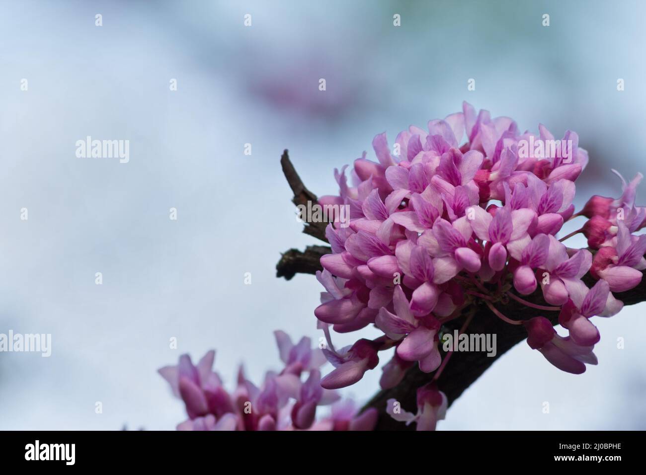 Blauer Hintergrund mit rosa Tsertsis Blumen Nahaufnahme Stockfoto
