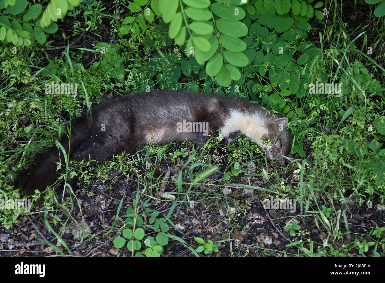 Toter Marder auf dem Boden unter einem Busch in der Nähe Stockfoto