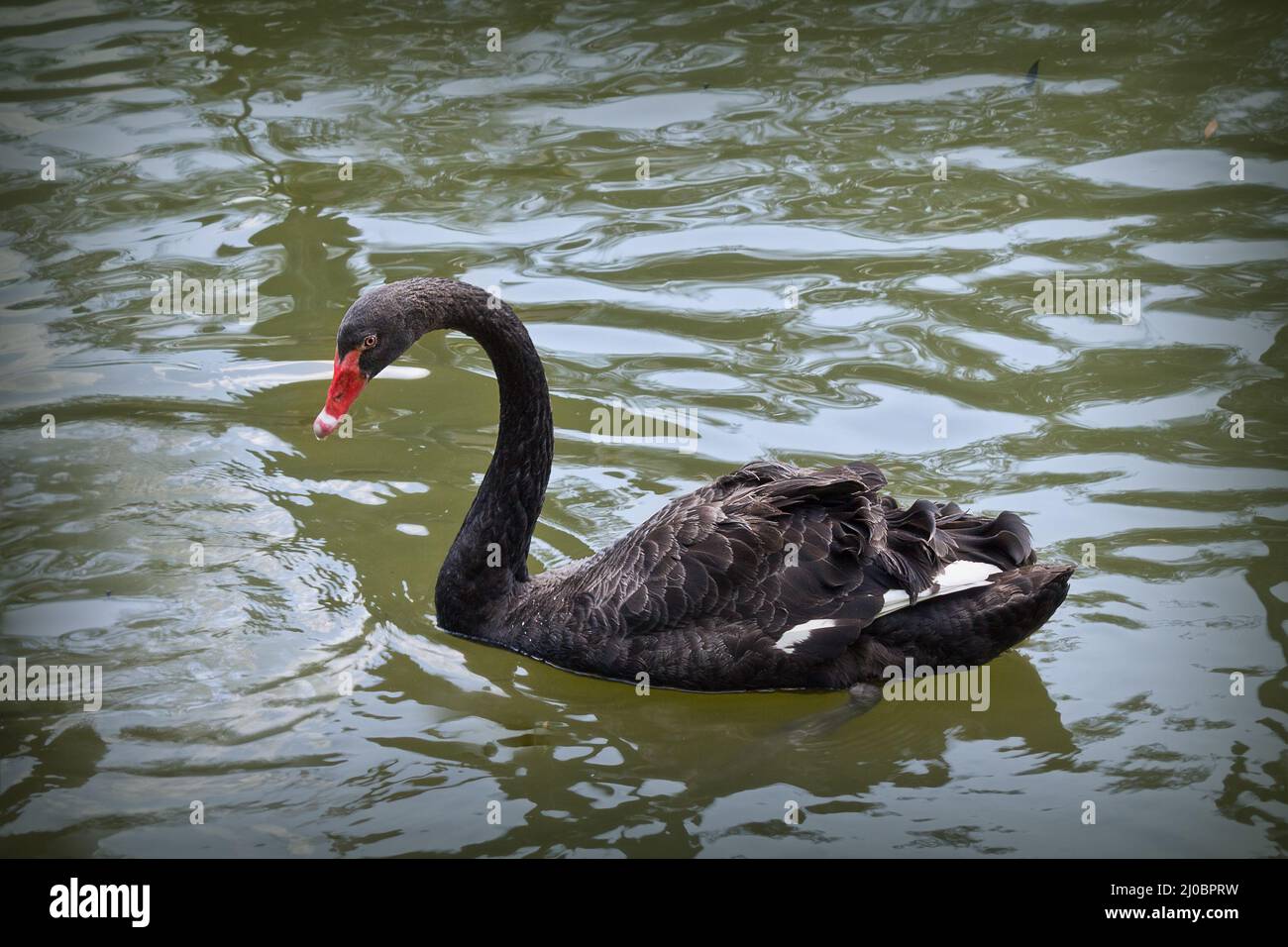 Schwarzer Schwan, der in einem Teich schwimmt Stockfoto