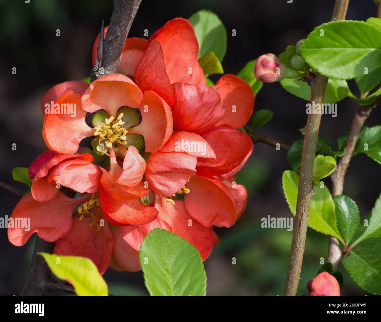 Japanische Quitten rote Blüten zwischen dem Laub Nahaufnahme Stockfoto
