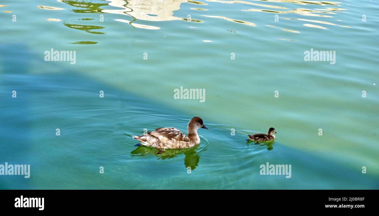 Mutter und Baby Ente schwimmen zusammen in einem Teich Stockfoto