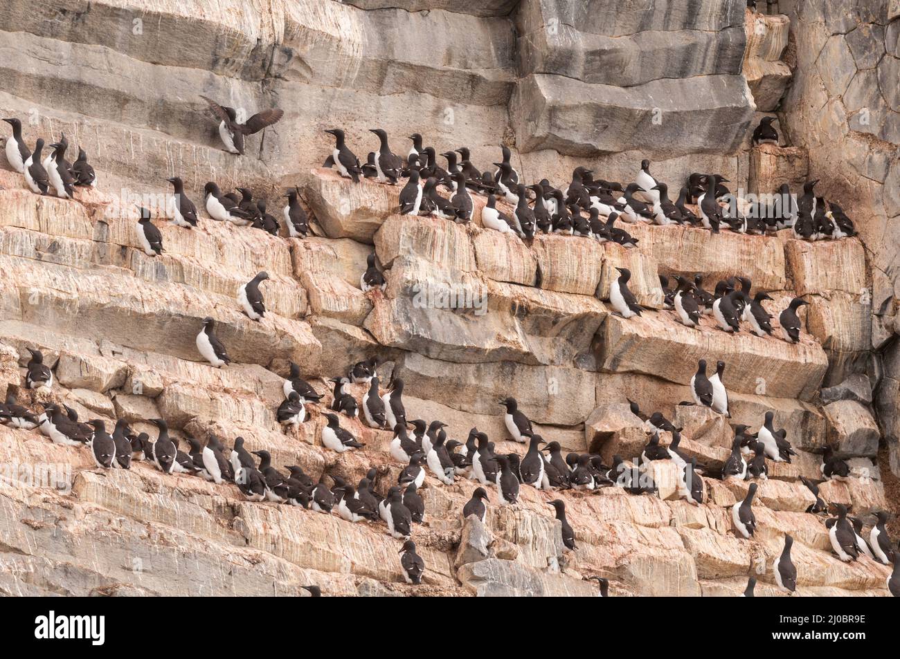 Brünnichs Guillemot, auch bekannt als dickes Schnabelmurren, ruht auf Säulenbasalts am Rubini-Felsen, Franz Josef Land, Russland Stockfoto