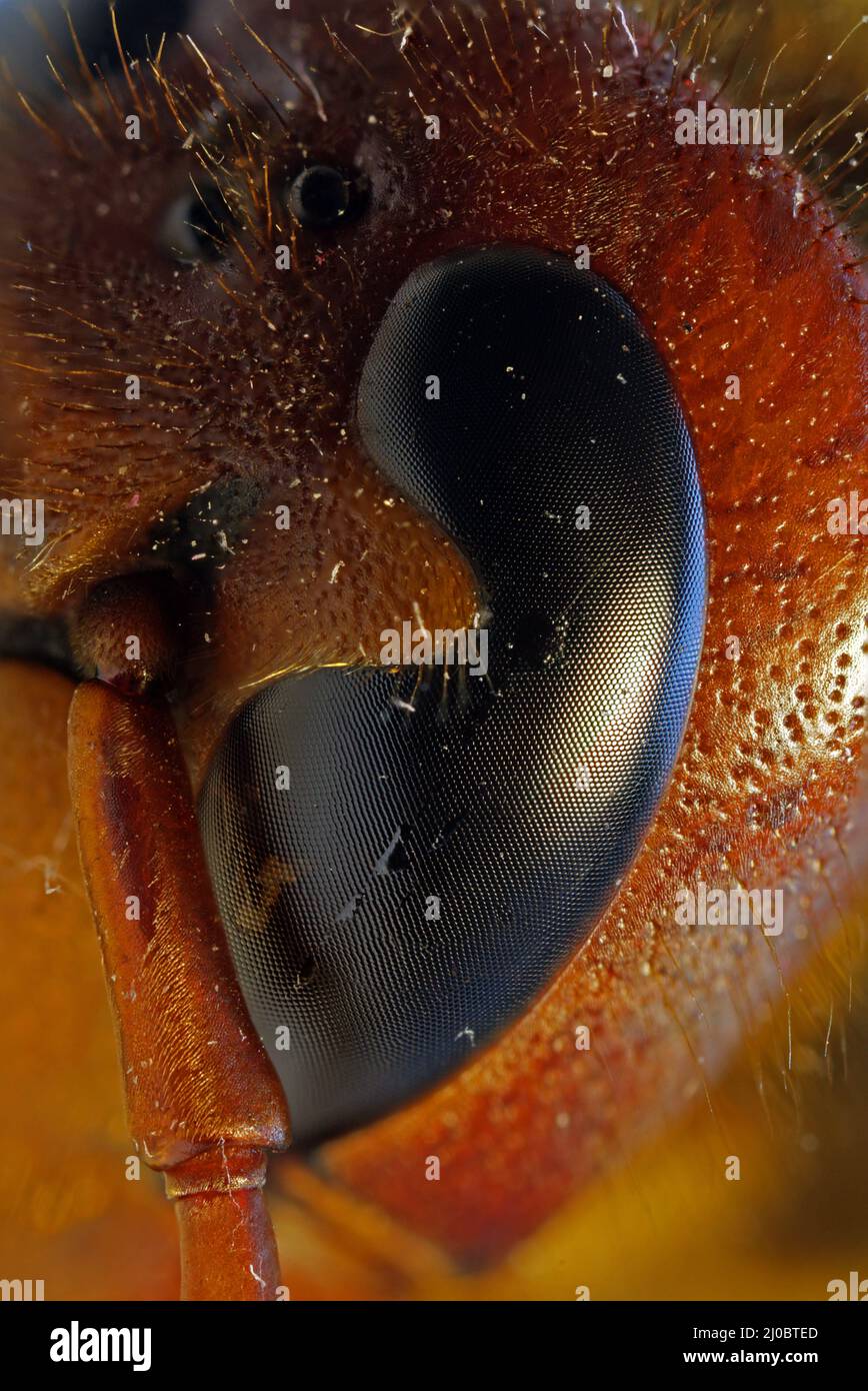 Vespa carbro, Hornisse, Arthropodenauge, zusammengesetztes Auge Stockfoto