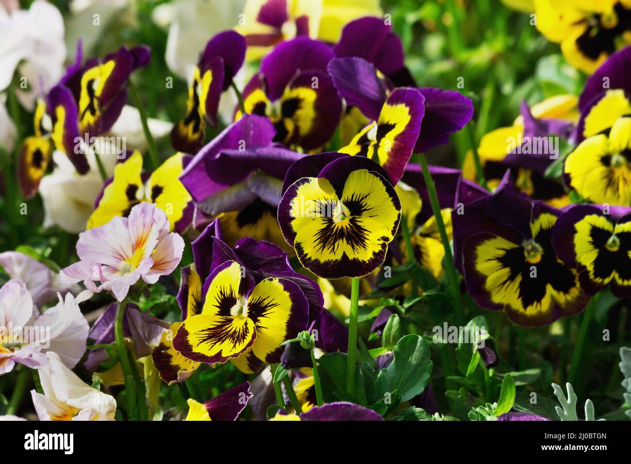 Blumenbeet mit lila und weißen Stiefmütterchen in Nahaufnahme Stockfoto