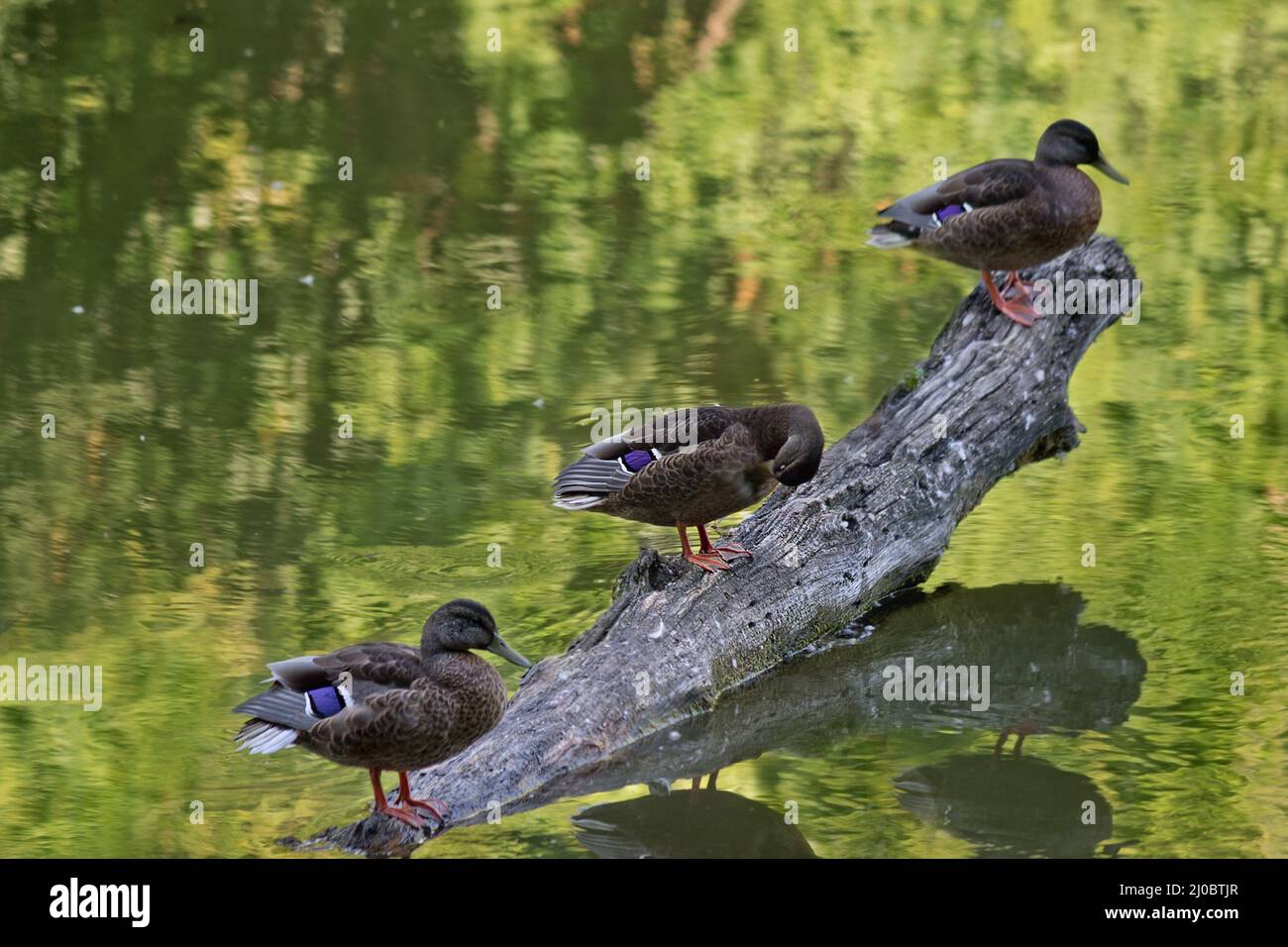 Drei Enten auf einem Baumstamm in der Mitte des Sees in der Nähe Stockfoto