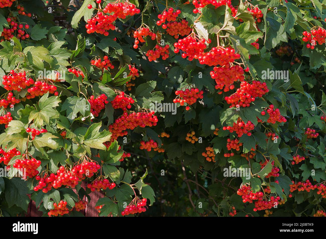 Hintergrund Busch viburnum rot Nahaufnahme Stockfoto