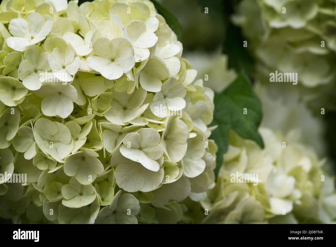 Weißer Blütenstand Viburnum Nahaufnahme auf Busch Stockfoto