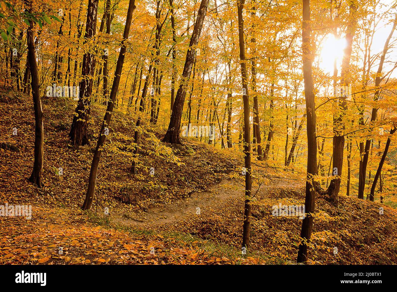 Goldener Herbstwald mit einem Pfad zwischen den Bäumen Stockfoto