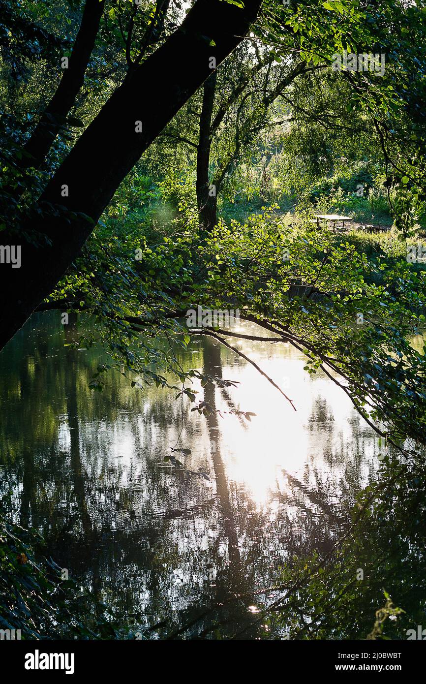 Über einem See einen Baum lehnen und die Sonne im Wasser spiegeln Stockfoto