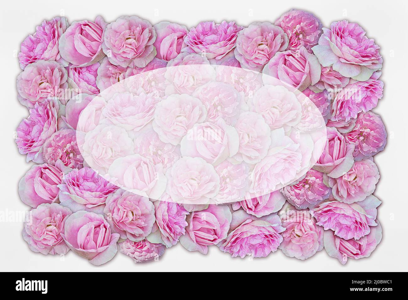 Hintergrund von rosa Rosen und ovalen Kopie Raum Stockfoto