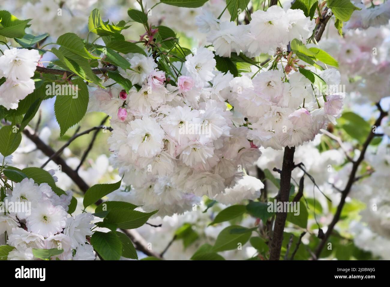 Strauß weißer Blumen, Sakura aus der Nähe Stockfoto