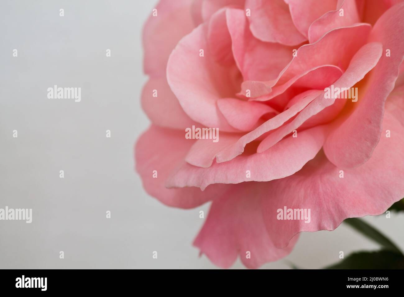 Eine rosa Rose Nahaufnahme auf weißem Hintergrund Stockfoto