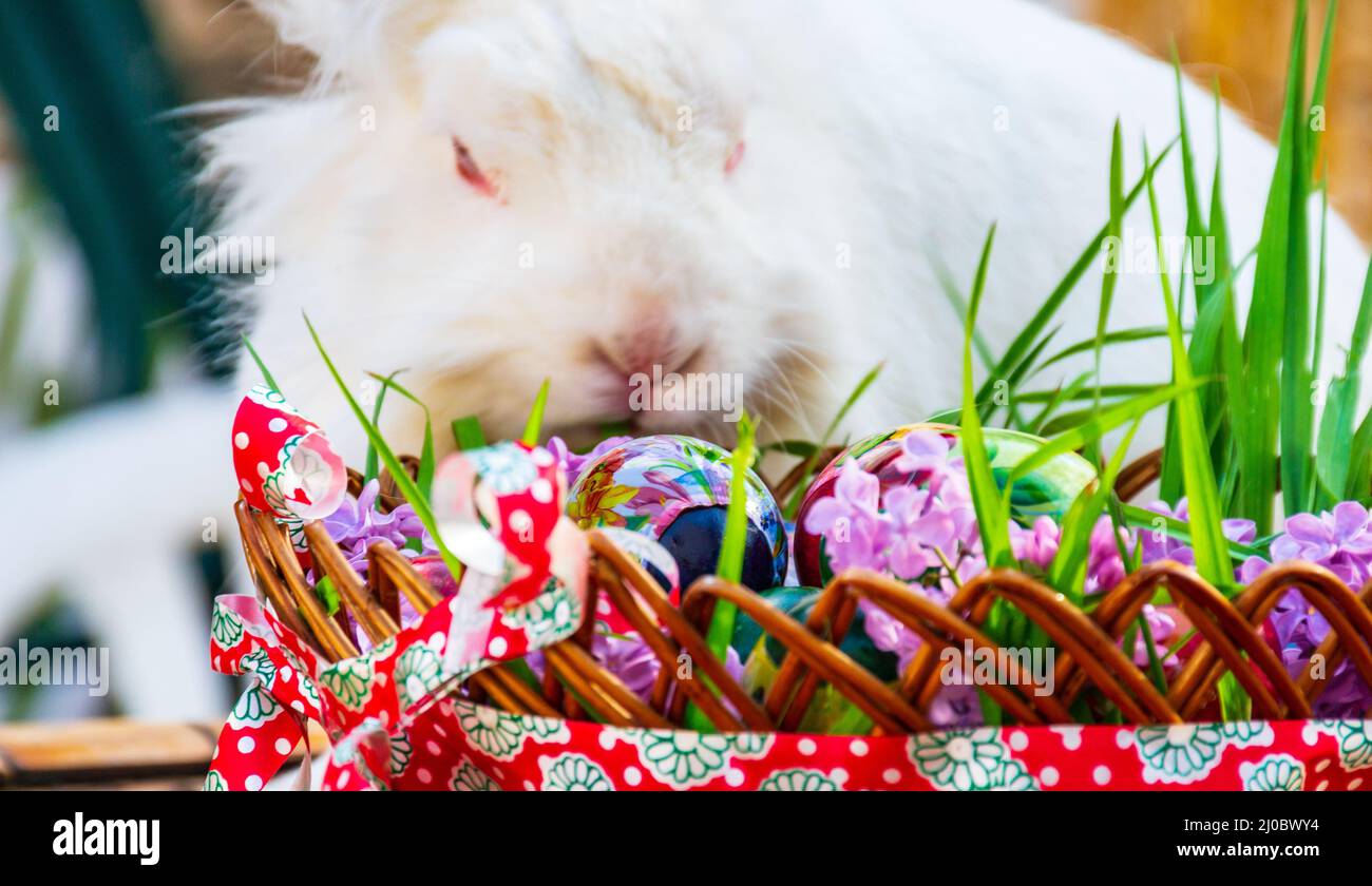Gestreifter Korb voller Osterdekoration sieht für den Hasen interessant aus Stockfoto
