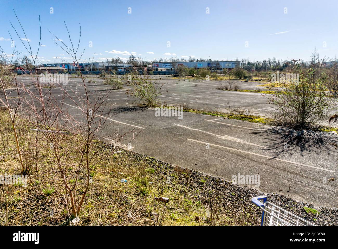 Die Vegetation hat einen verlassenen Supermarkt-Parkplatz zurückgeholt, nachdem Tesco seinen Hauptstandort in King's Lynn verlegt hatte. Stockfoto