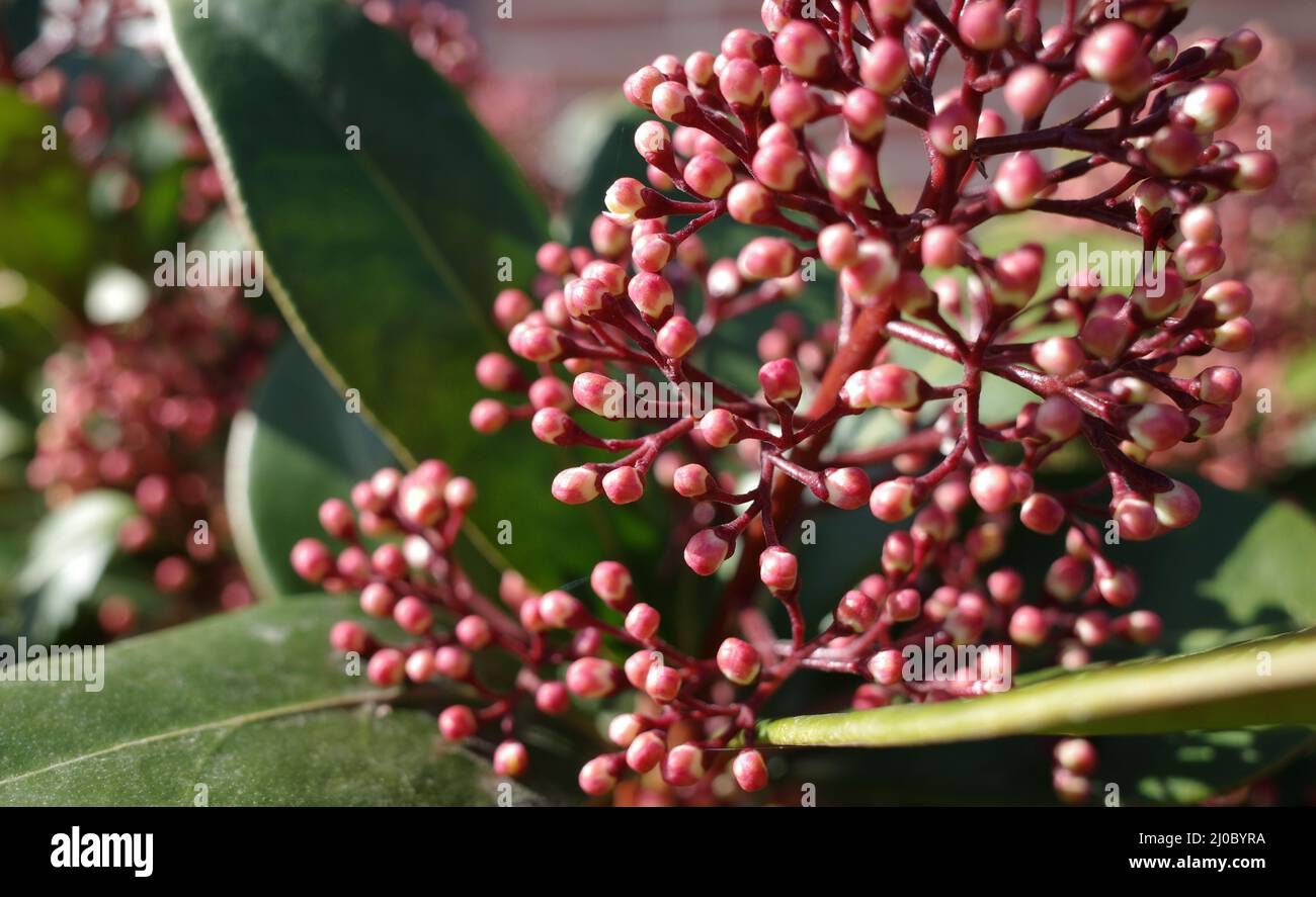 Die dunkelrosa Knospen des Strauches Japanische Skimmia oder Skimmia japonica röteln Stockfoto