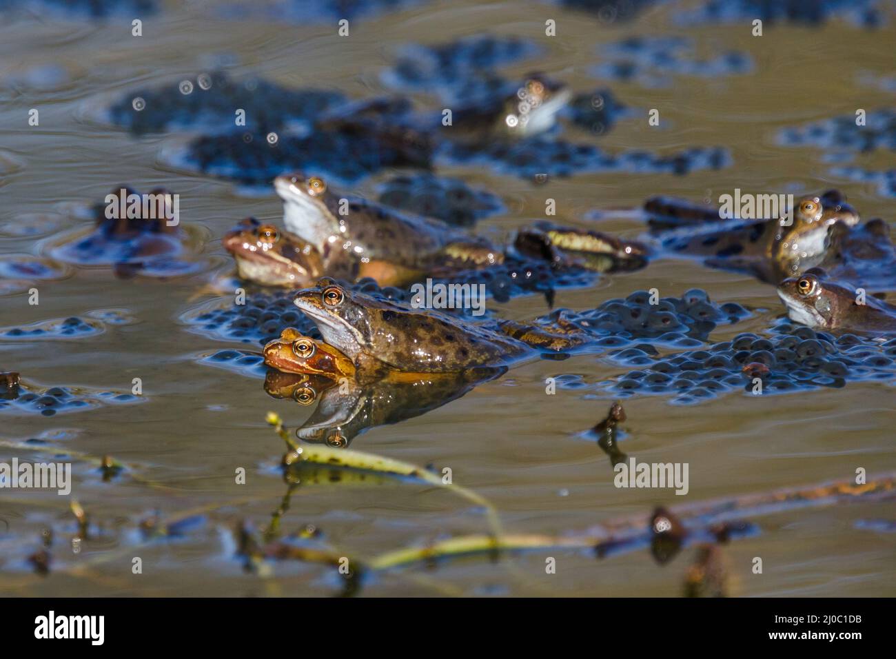 Barn Hill, Wembley Park, Großbritannien. 18.. März 2022.eine Armee europäischer gewöhnlicher brauner Frösche (Rana temporaria), die sich unter Froschlaichen im Barn Hill Pond paaren. Amanda Rose/Alamy Live News Stockfoto