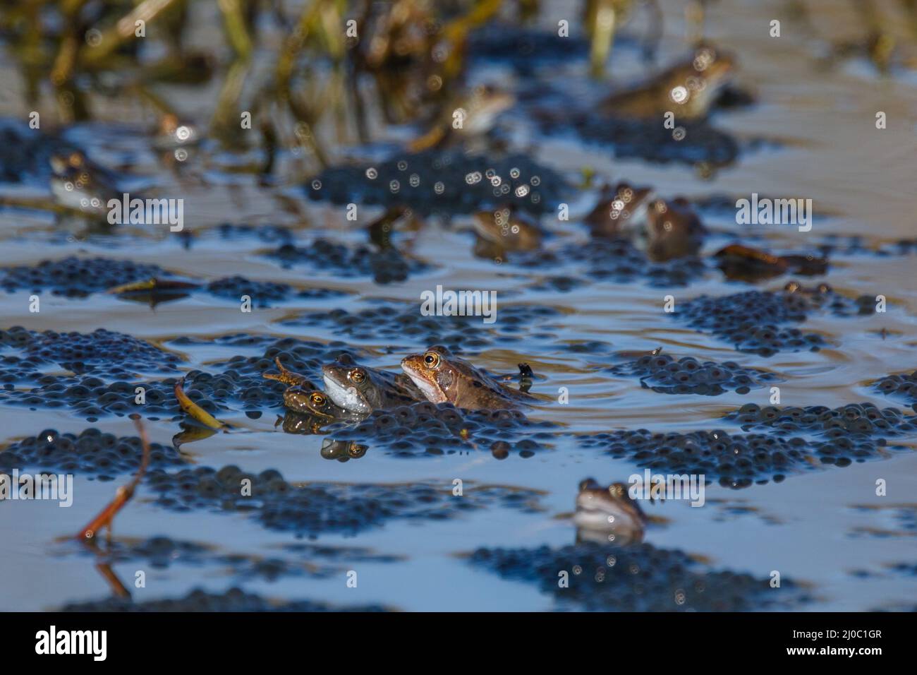 Barn Hill, Wembley Park, Großbritannien. 18.. März 2022.eine Armee europäischer gewöhnlicher brauner Frösche (Rana temporaria), die sich unter Froschlaichen im Barn Hill Pond paaren. Amanda Rose/Alamy Live News Stockfoto