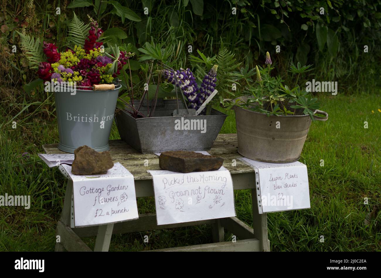 Selbstgewachsene Blumen zum Verkauf an der Seite einer Landstraße, Devon Stockfoto