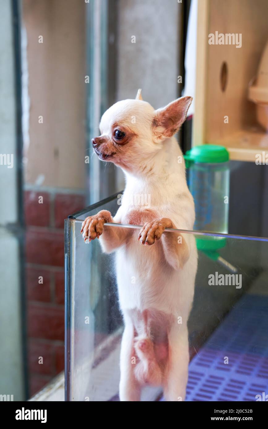 Nahaufnahme des niedlichen chihuahua im Tierladen Stockfoto