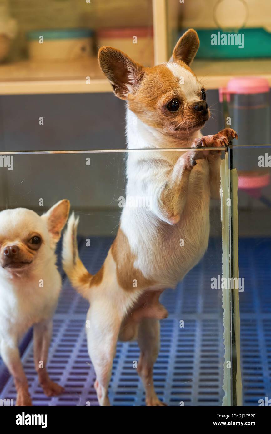 Nahaufnahme des niedlichen chihuahua im Tierladen Stockfoto