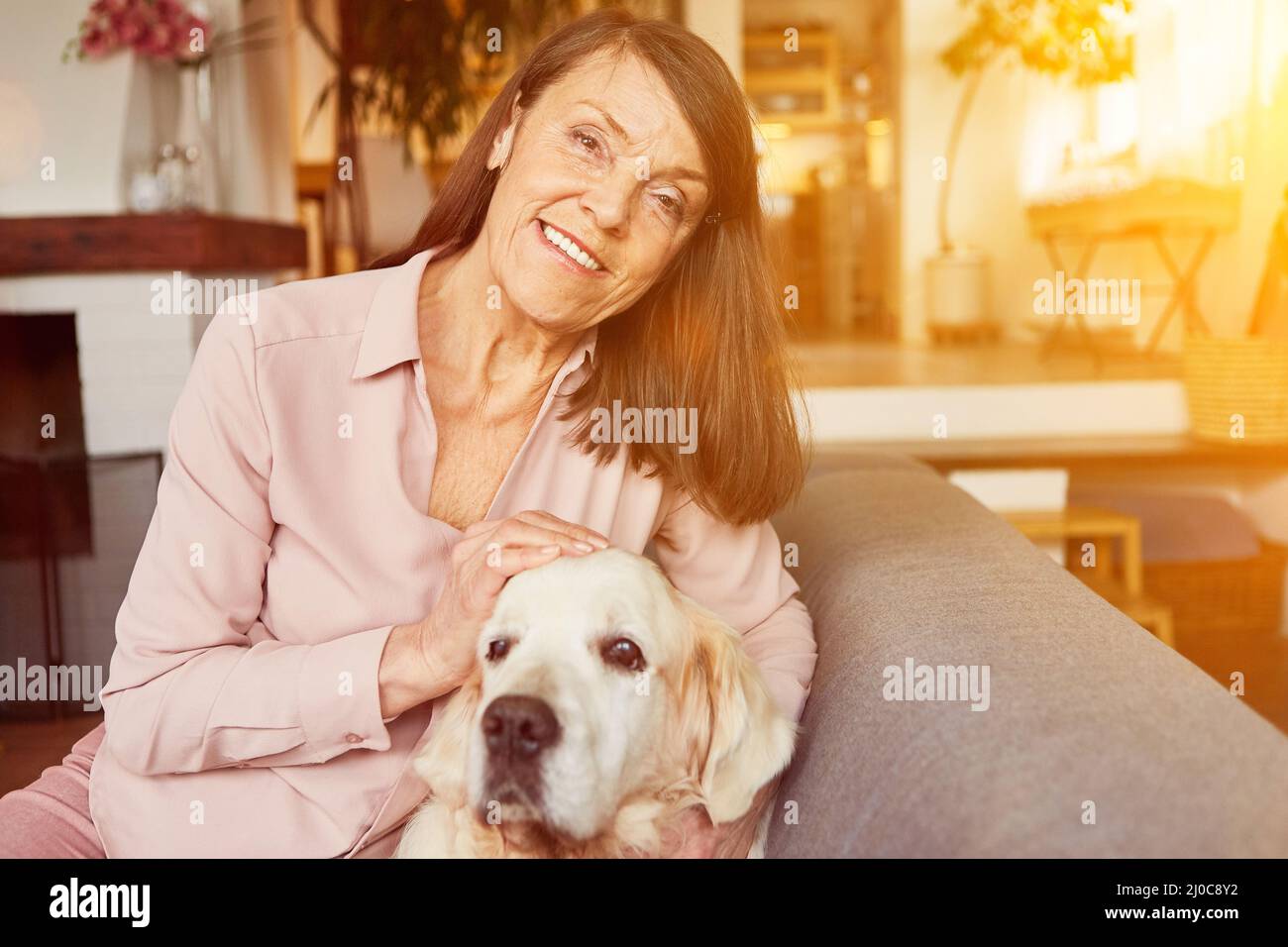 Ältere Frau streichelte Retriever Hund als Haustier während der Tiertherapie zu Hause im Wohnzimmer Stockfoto