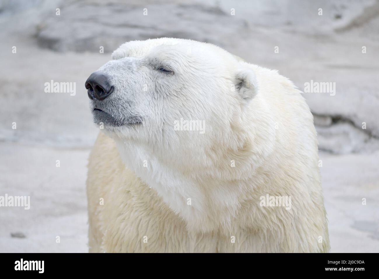 Großer Eisbär (Thalarctos maritimus) mit einem felsigen Hintergrund Stockfoto